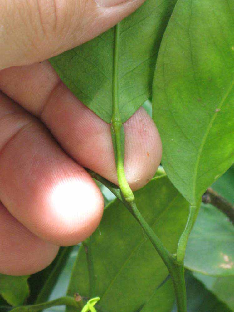              Petiole (Riverside, CA)       